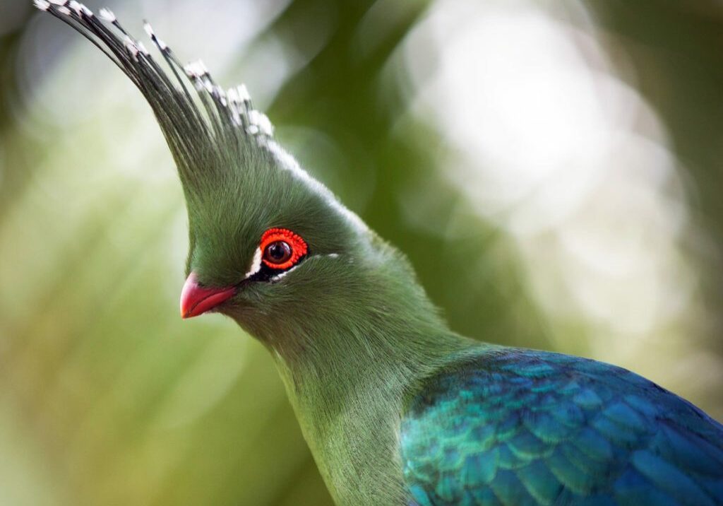 Schalows-turaco-2-1024x804