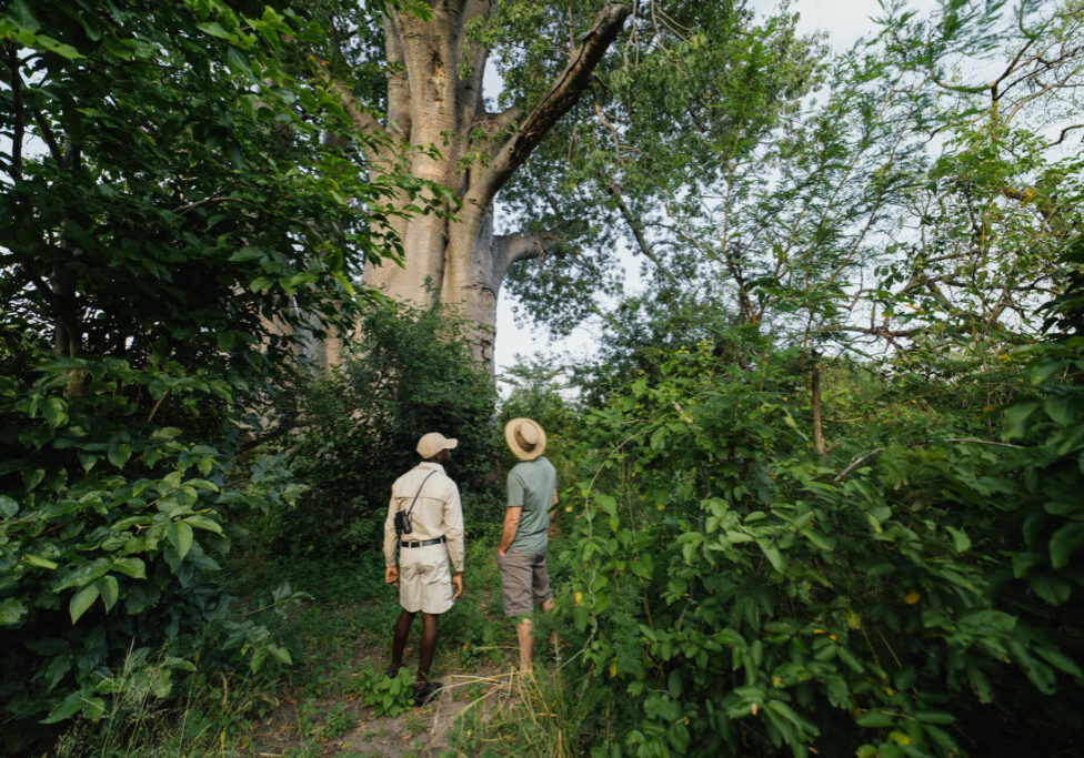 TsowaSafariIsland_HomePage_Baobab-trees